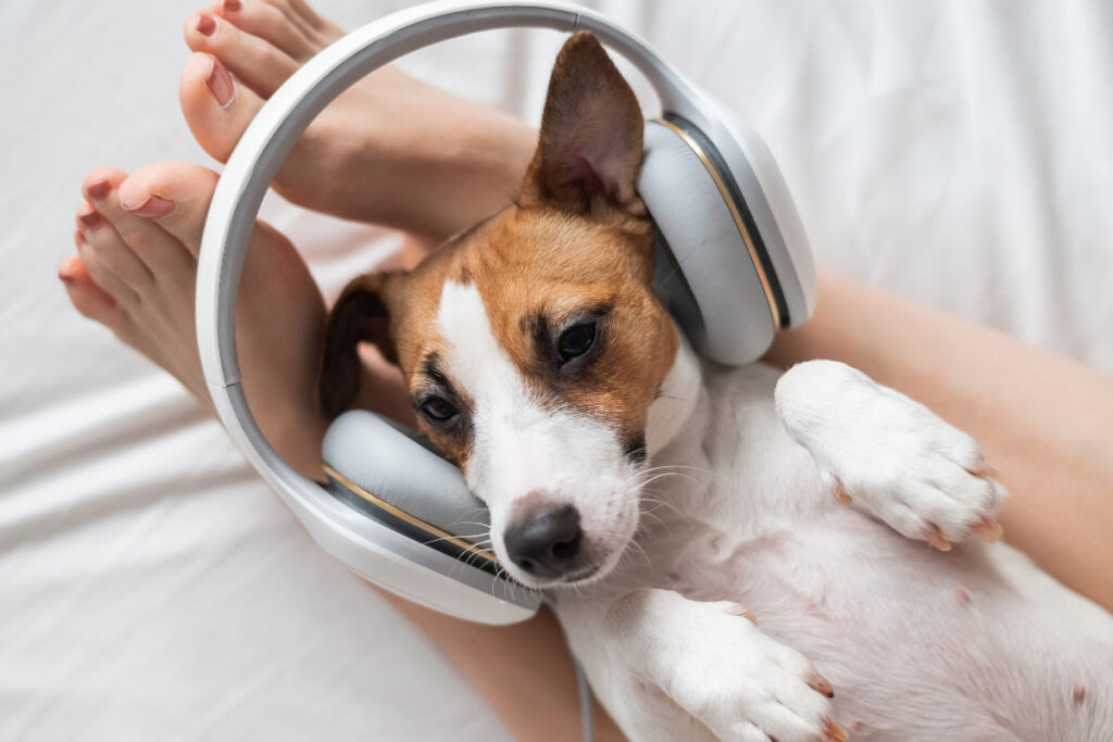 jack russell with headphones on in owner legs