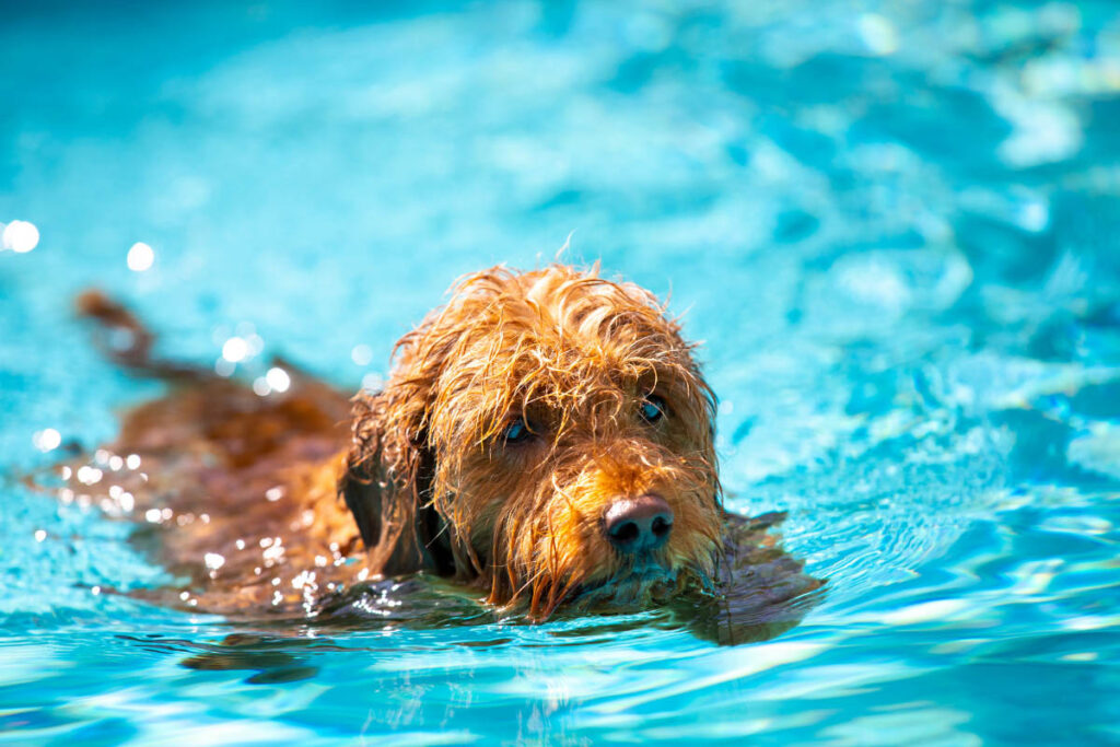 mini goldendoodle in pool