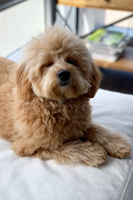mini goldendoodle on bed