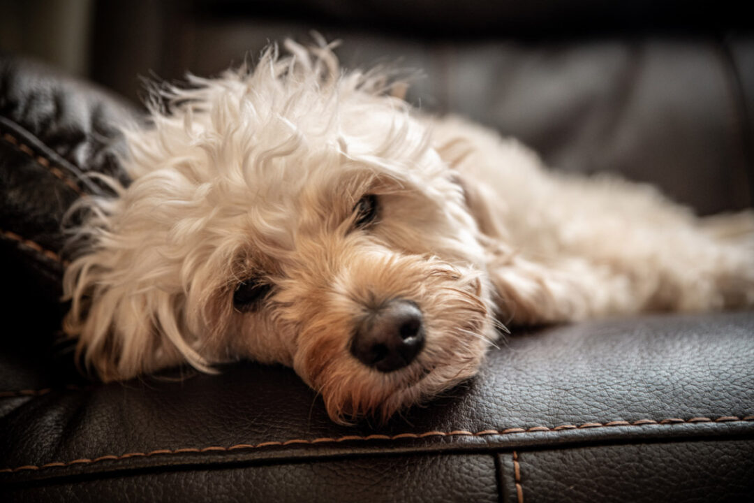 Picture of How to Groom a Dog with Allergies Using Hypoallergenic Brushes