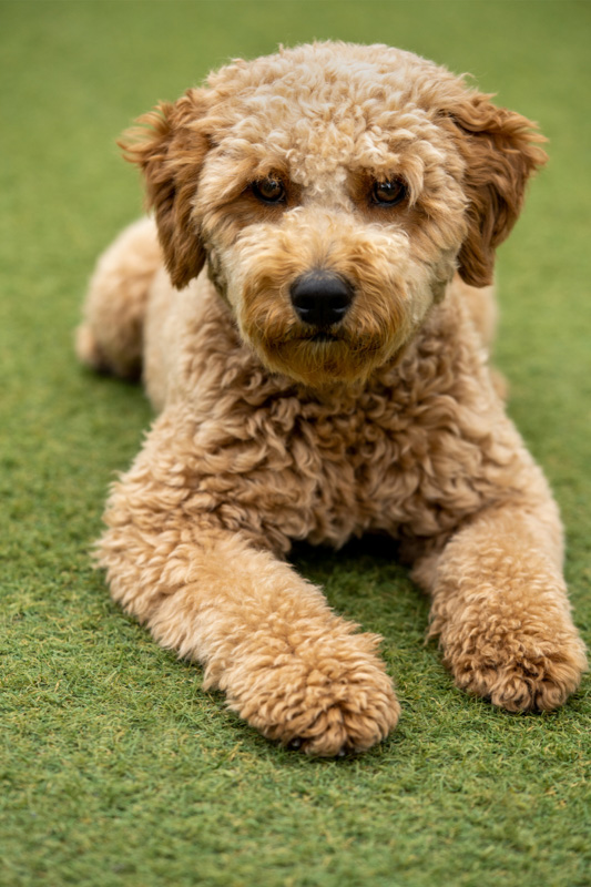 mini goldendoodle on grass