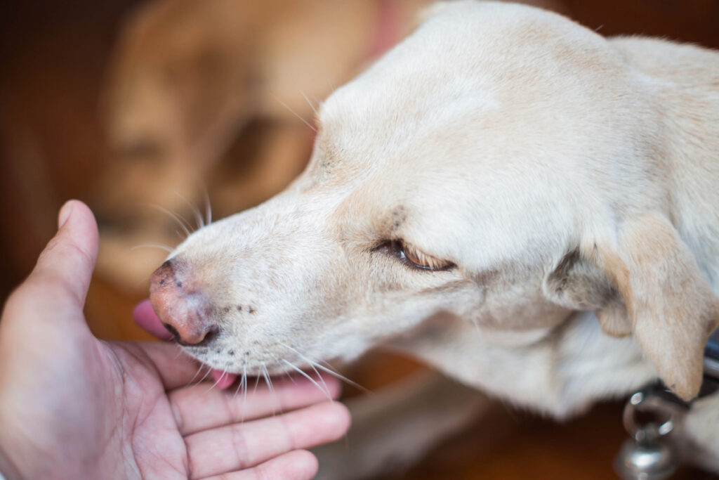 white dog licks human finger