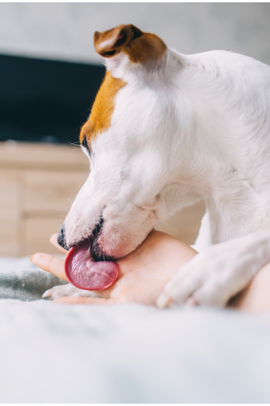 white dog licks human hand