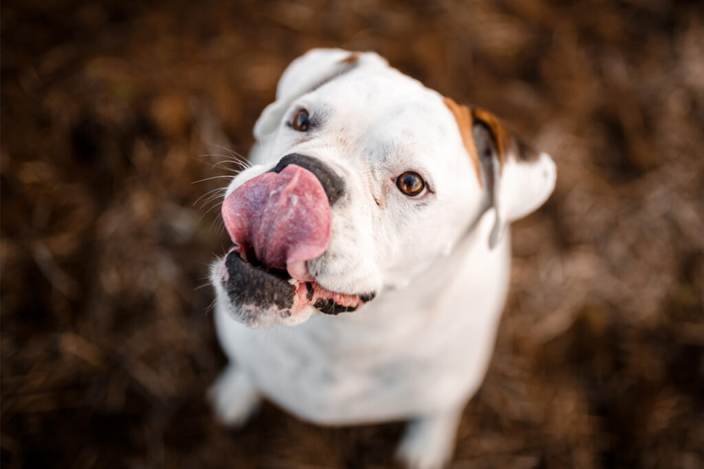 white dog licks nose