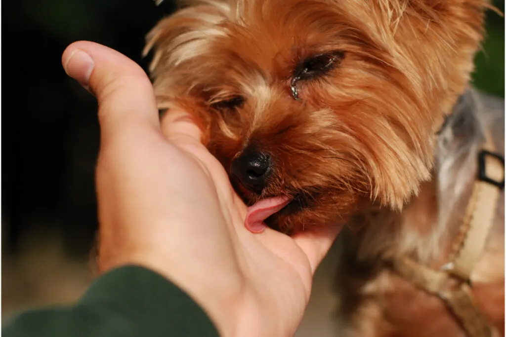 why do dogs like licking hands