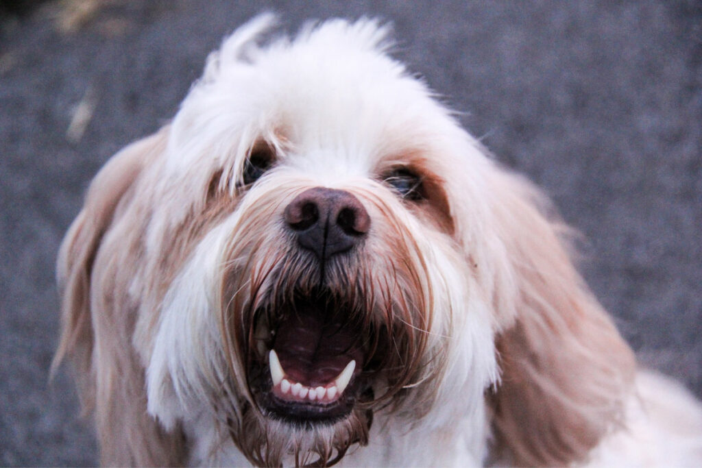 37 Smallest Fluffy Dog Breeds (2022) You'll Love 33 Tibetan Terrier