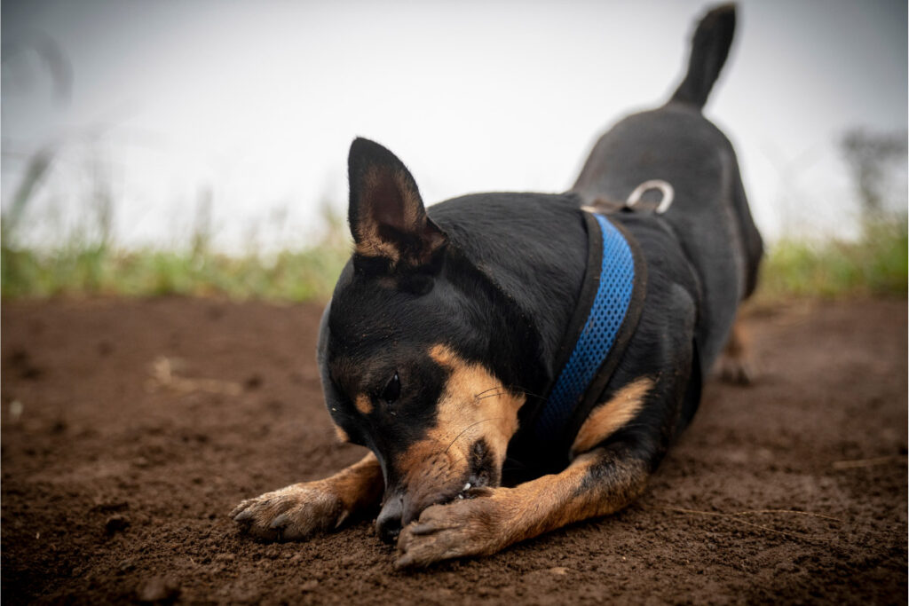 Why Do Dogs Chew On Their Feet? (2022) 6 Things Owners Need to Know 1 black dog chewing its paws why do dogs chew on their feet