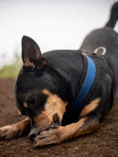 cropped-black-dog-chewing-its-paws.jpg