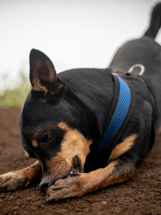 Why Do Dogs Chew On Their Feet? 6 Things Owners Need to Know Story