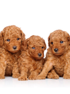 cropped-four-golden-toy-poodles.jpg