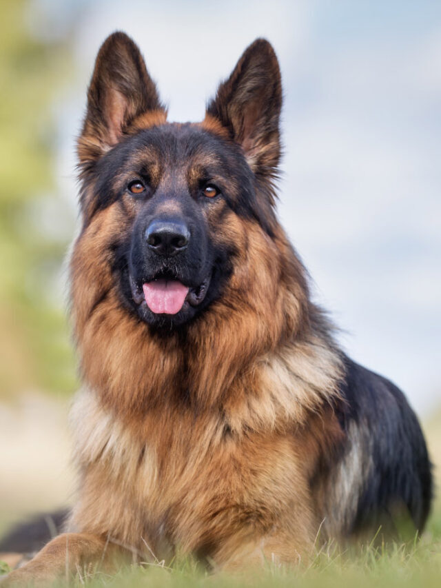 22 Interesting Facts About German Shepherds Story