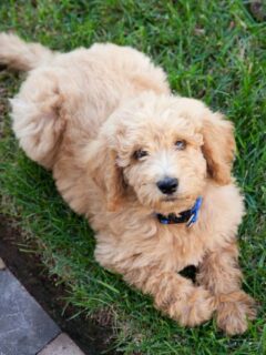 cropped-golden-labradoodle-puppy-on-grass.jpg