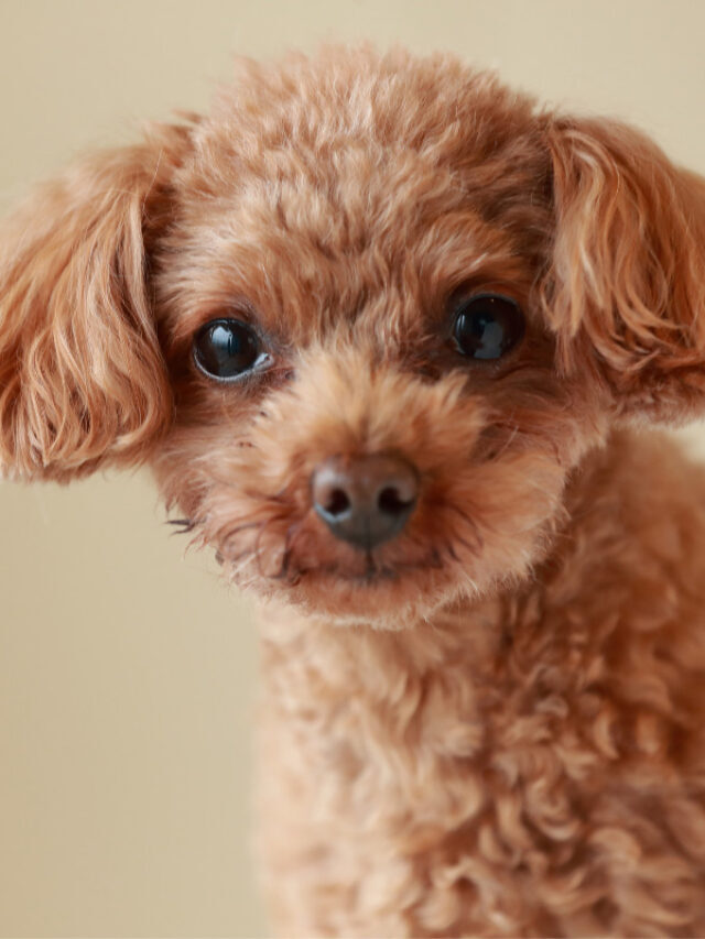15 Things to Know about Toy Poodle Temperament Story