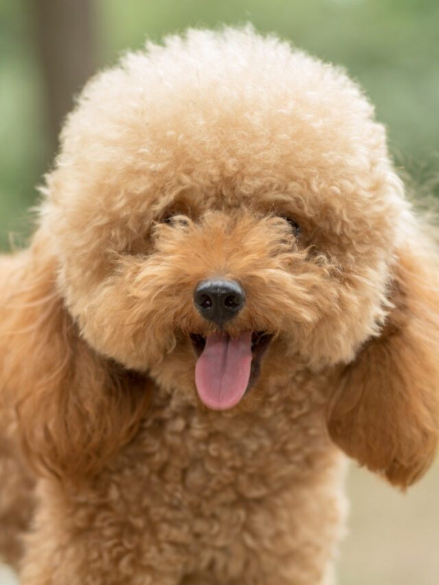 Toy Poodle Temperament I 15 Key Things to Know Story