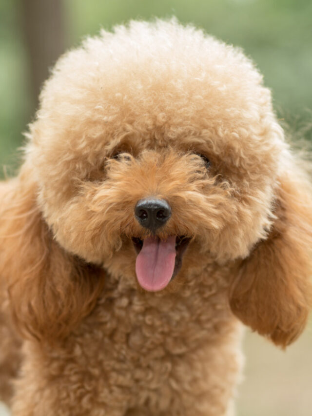 25 Best Poodle Mix Dogs You’ll Love Story