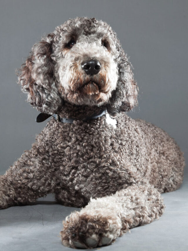 25 Best Poodle Mix Dogs You’ll Absolutely Love Story