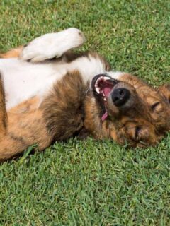 cropped-happy-dog-rolling-in-the-grass.jpg