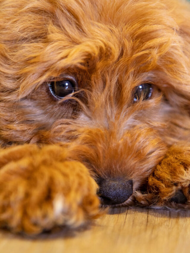 9 Key Things You Need to Know About Labradoodle Temperament Story