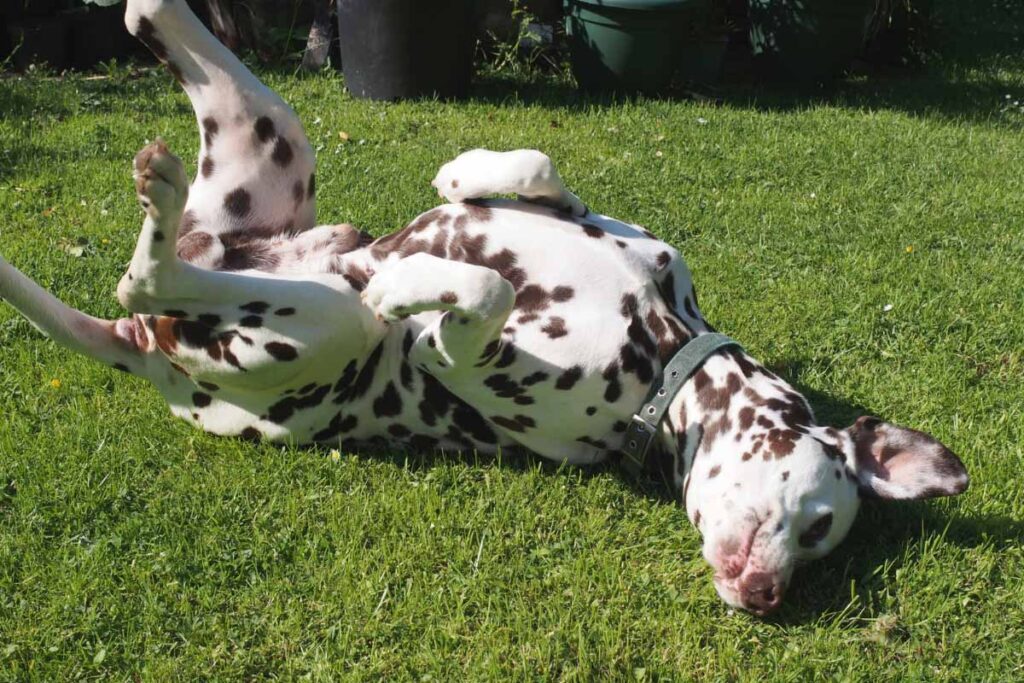 dalmation rolling in the grass