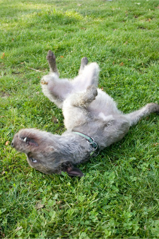 dog rolling grass why do dogs roll in the grass