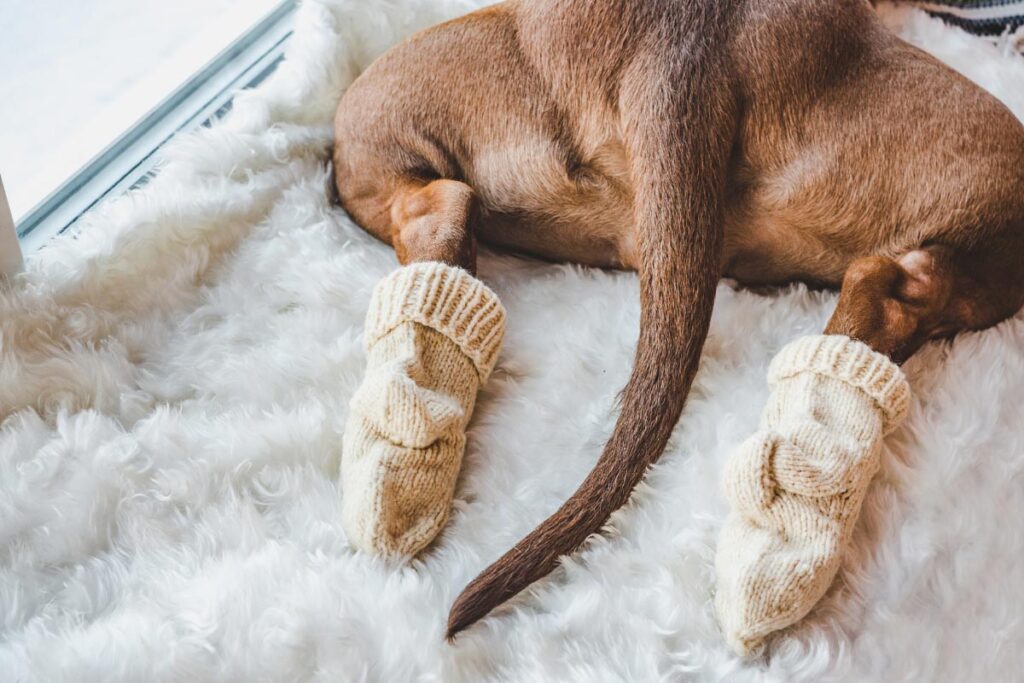 dog wearing socks over paws