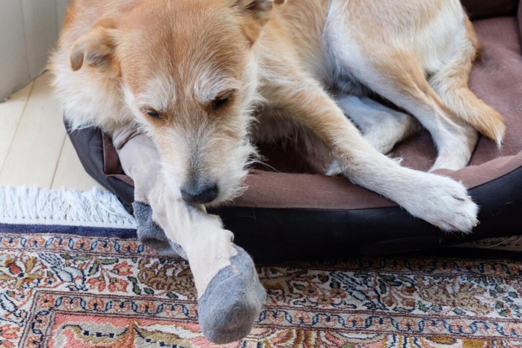 dog with paw in sock