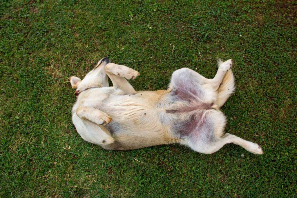 dogs tummy rolling in the grass
