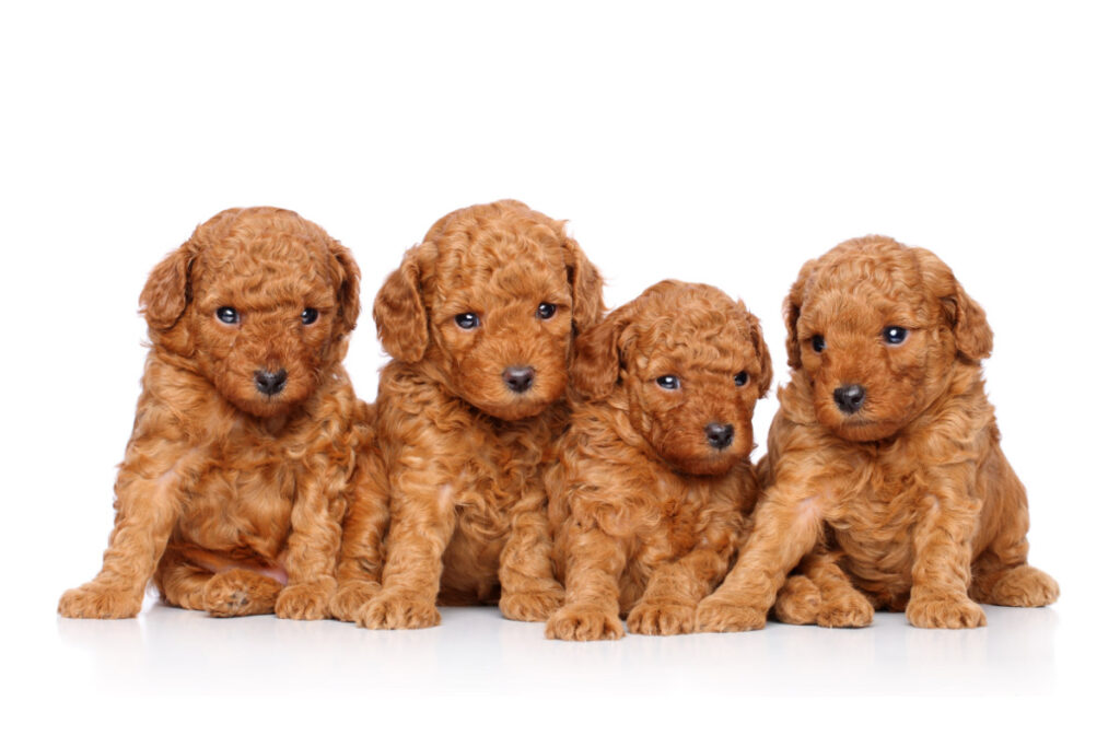 four golden toy poodles