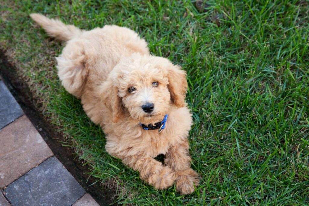 golden labradoodle puppy on grass