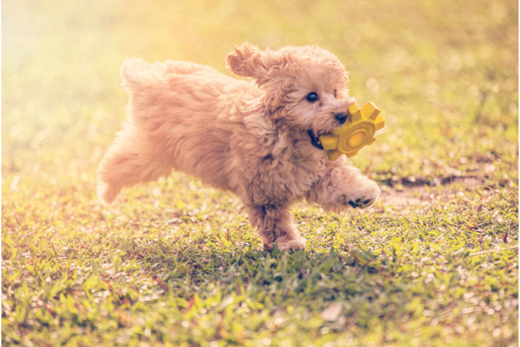golden toy poodle on the run