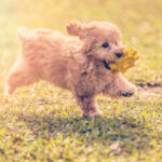golden toy poodle on the run