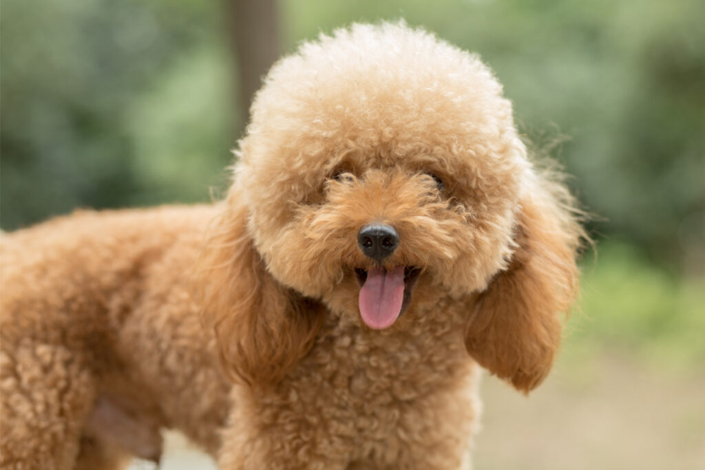 golden toy poodle with tongue out