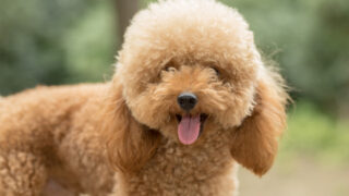golden toy poodle with tongue out