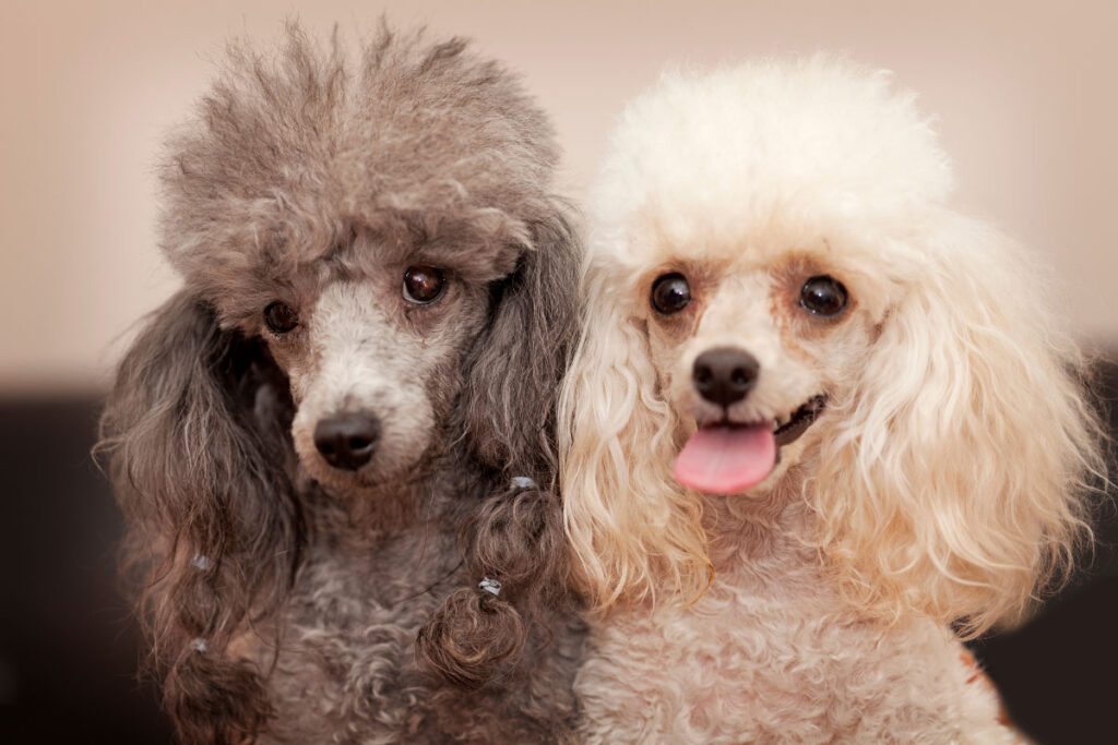 grey and white toy poodles