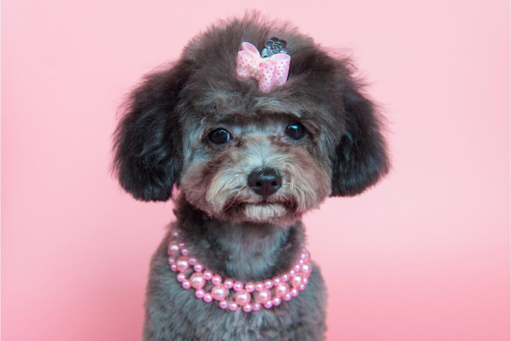 grey toy poodle dressed up in pink