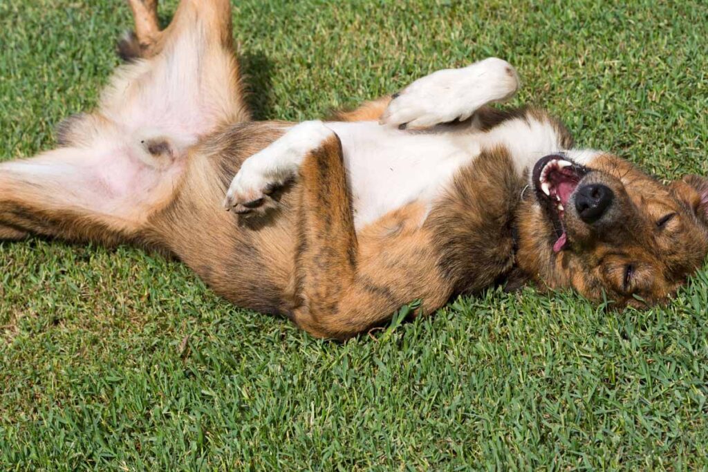 happy dog rolling in the grass