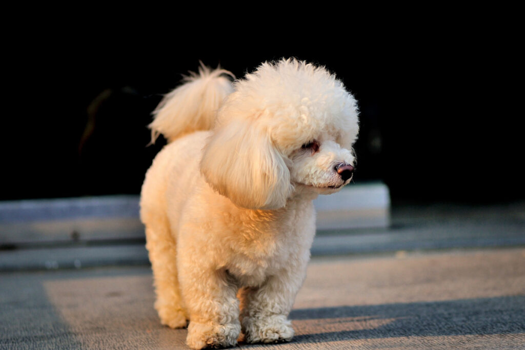 white toy poodle