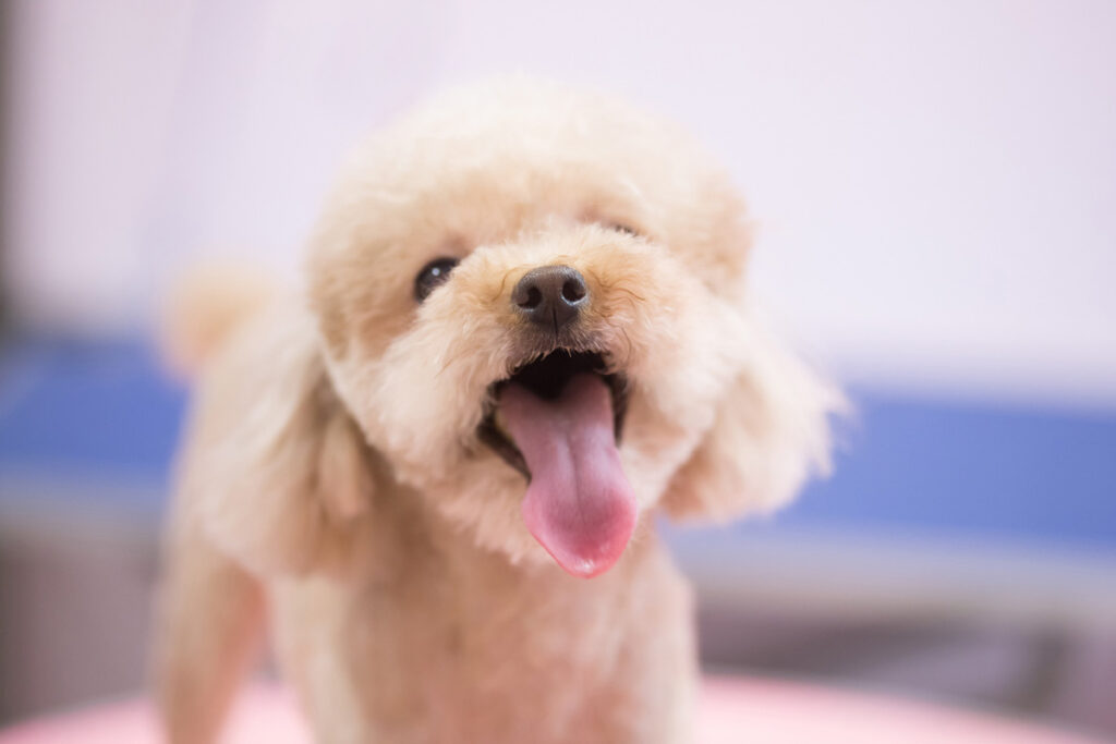 white toy poodle with tongue out