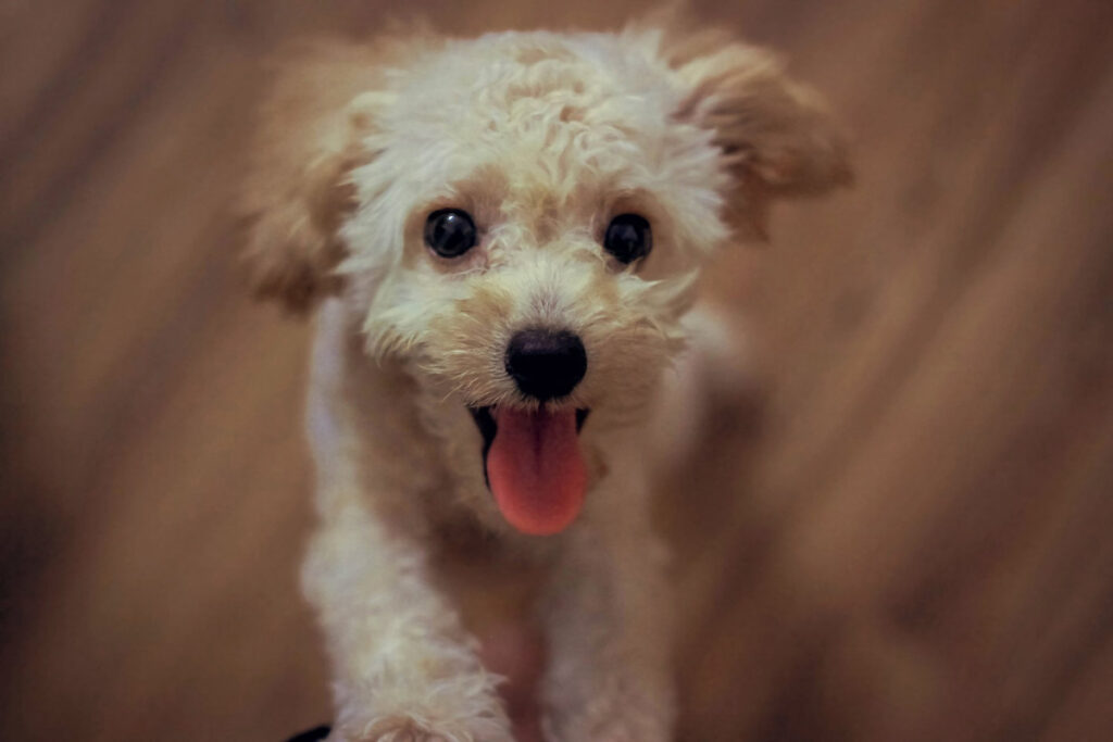 white toy poodle with tongue out on floor