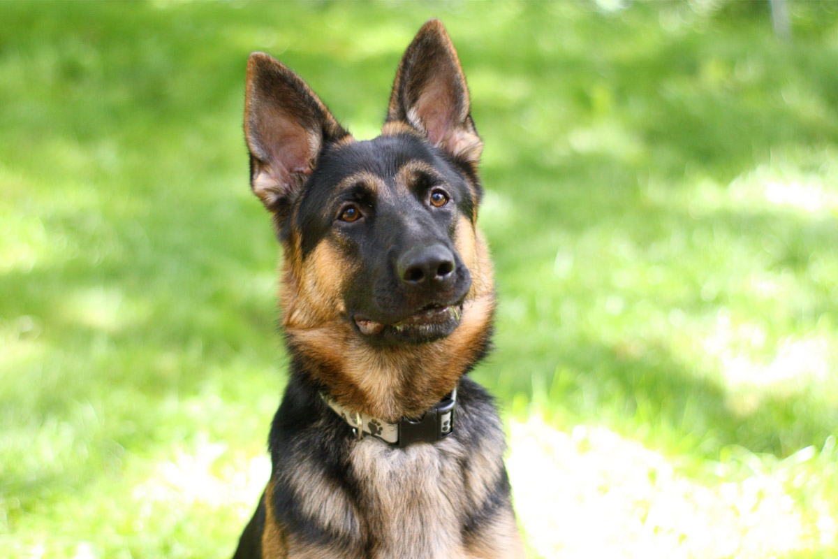 are german shepherds smarter than black labs