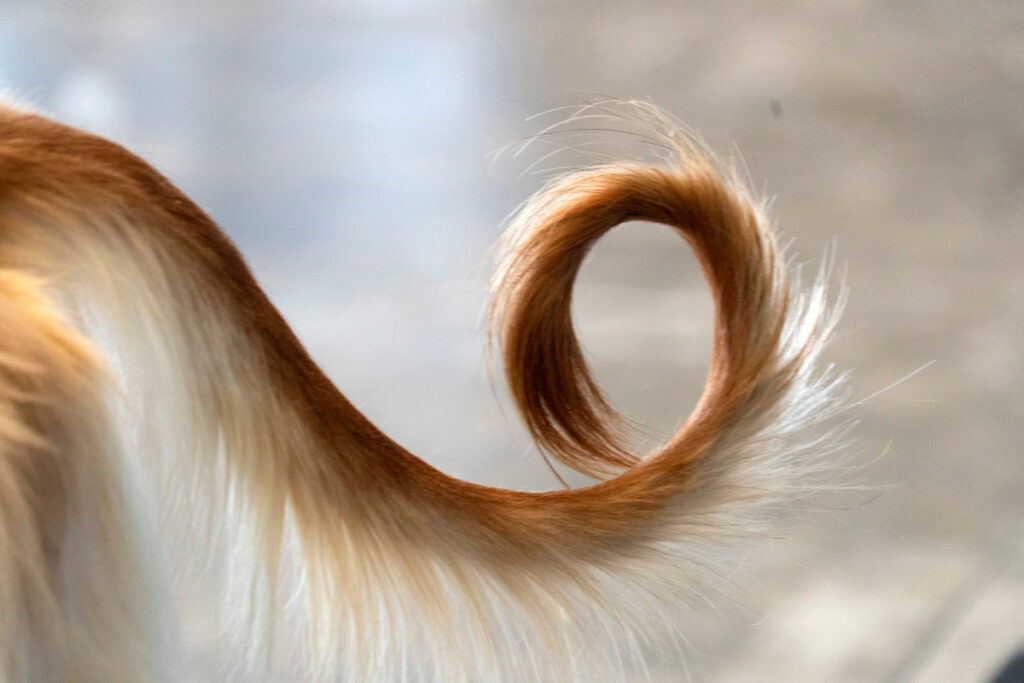 afghan hound tail