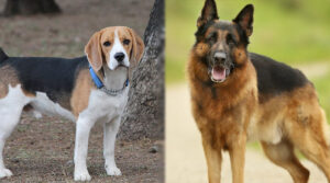beagle-and-german-shepherd