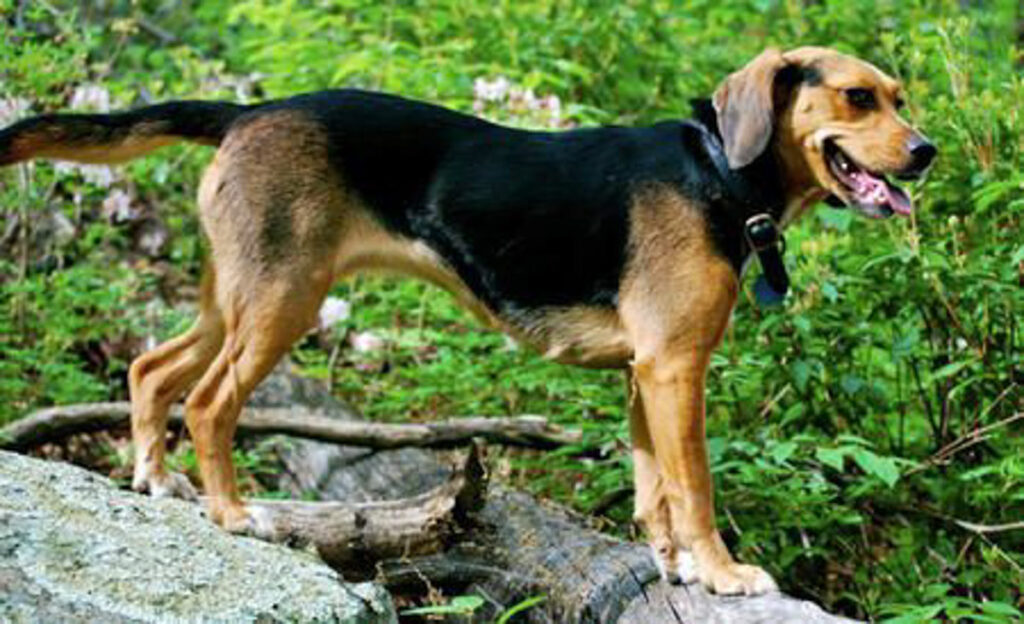 beagle german shepherd