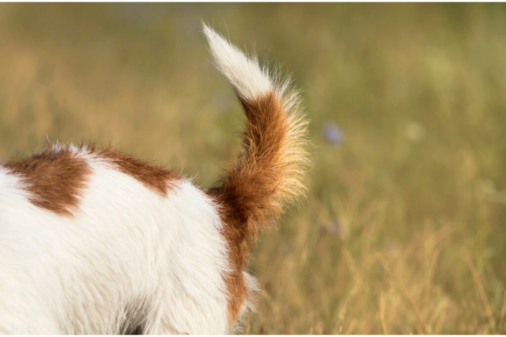 brown and white furry tail
