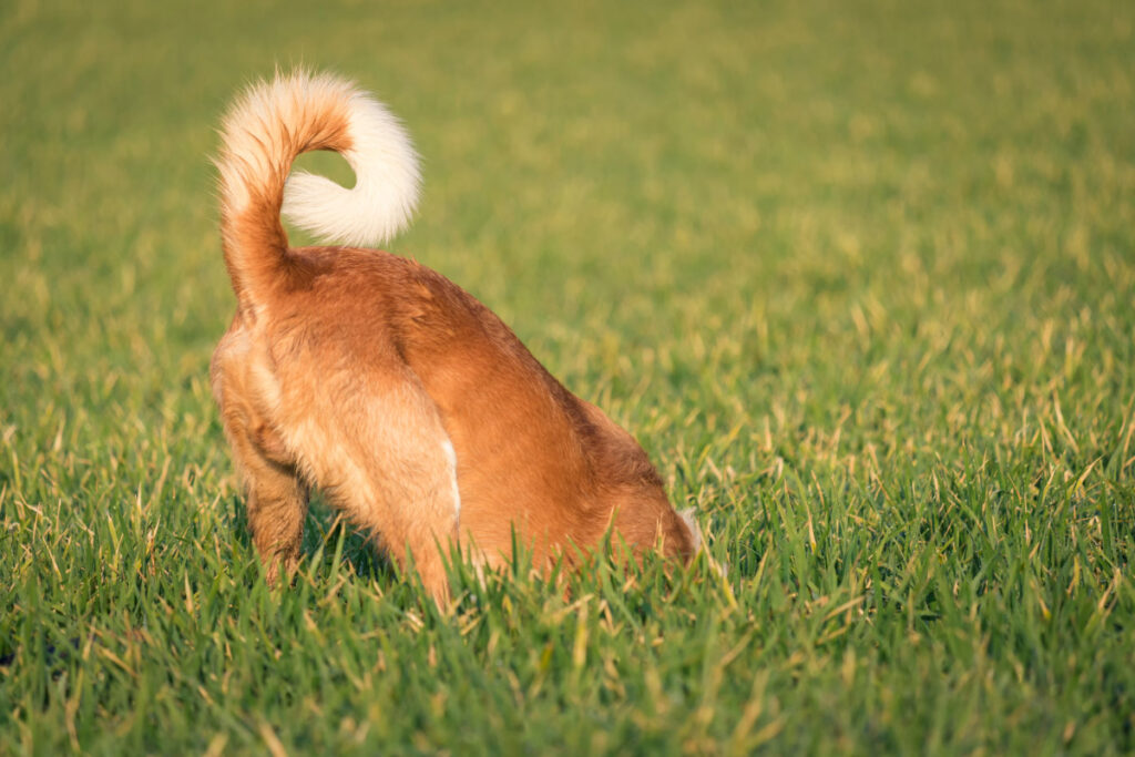 brown dog curled tail