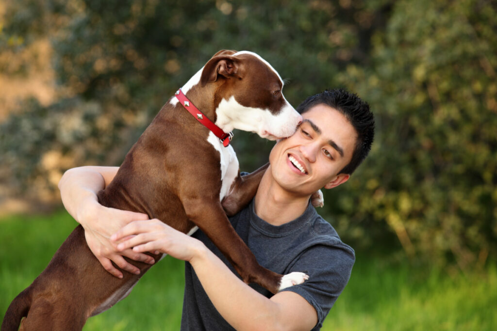 brown dog licks man's face why does a dog lick your face