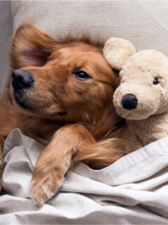 cropped-golden-retriever-bed-toy.jpg