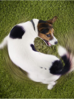 cropped-jack-russell-tail.jpg