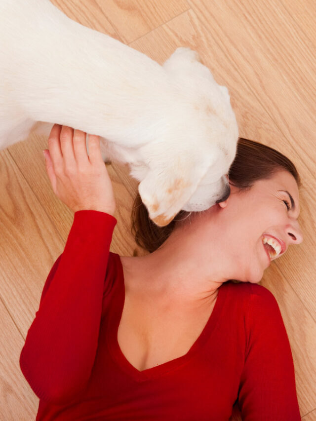 7 Reasons Why Does a Dog Lick Your Face Story