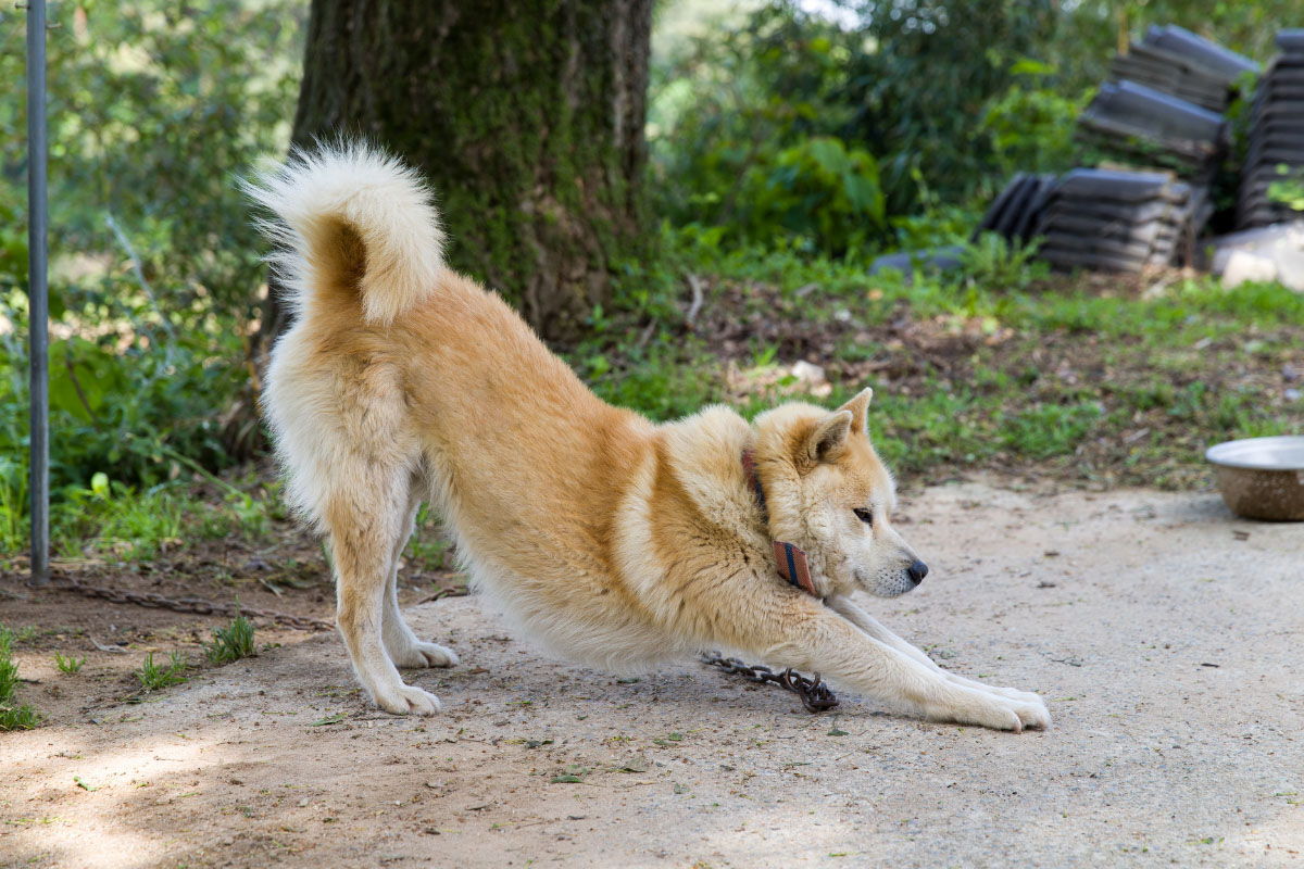 Why Do Dogs Roll in the Grass? 9 Reasons for Their Behavior Story